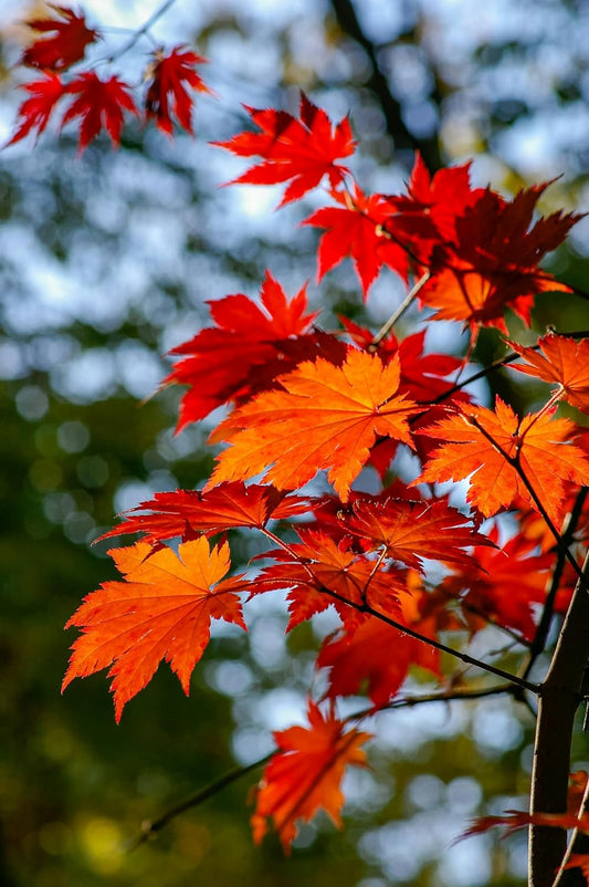 Hundredfold Vine Maple 10 Tree Seeds – Acer circinatum West Canada Native Small Tree, Attractive to Insects and Birds