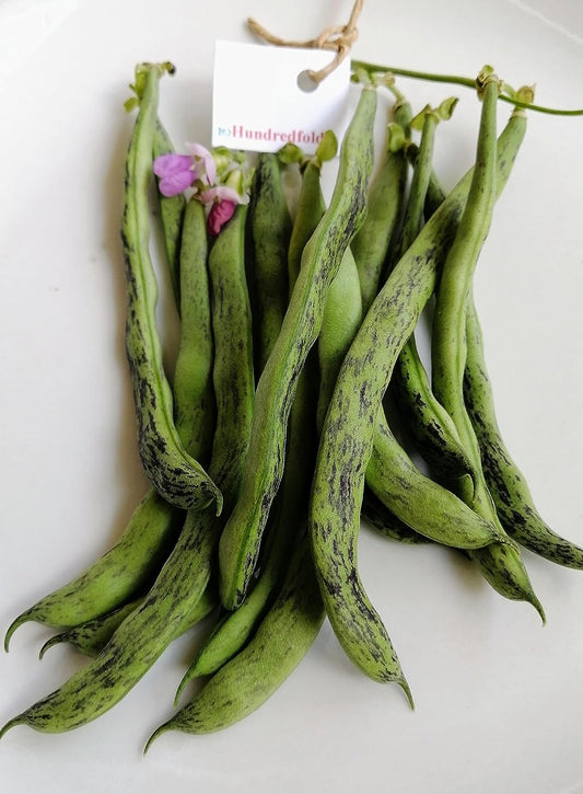 Haricot grimpant à sonnettes Hundredfold 30 graines de légumes - Haricot vert croquant à sonnettes sans OGM 