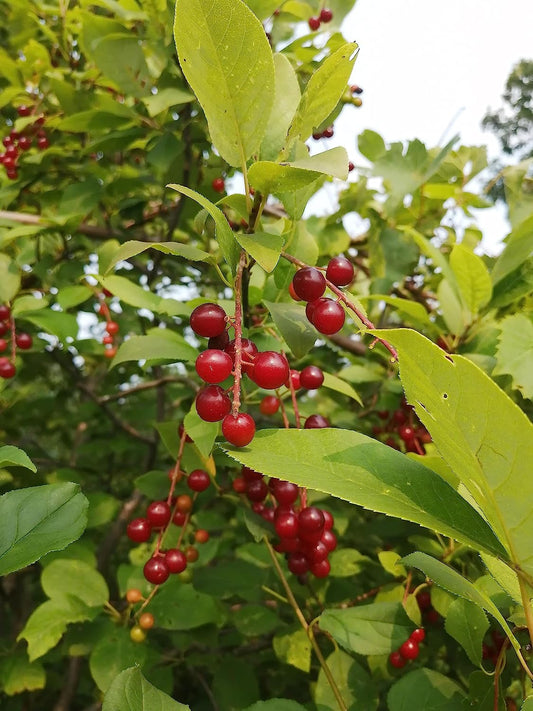 Hundredfold Chokecherry 10 Seeds - Prunus virginiana Choke Cherry Canada Native Shrub, Attractive to Bees, Birds and Butterflies