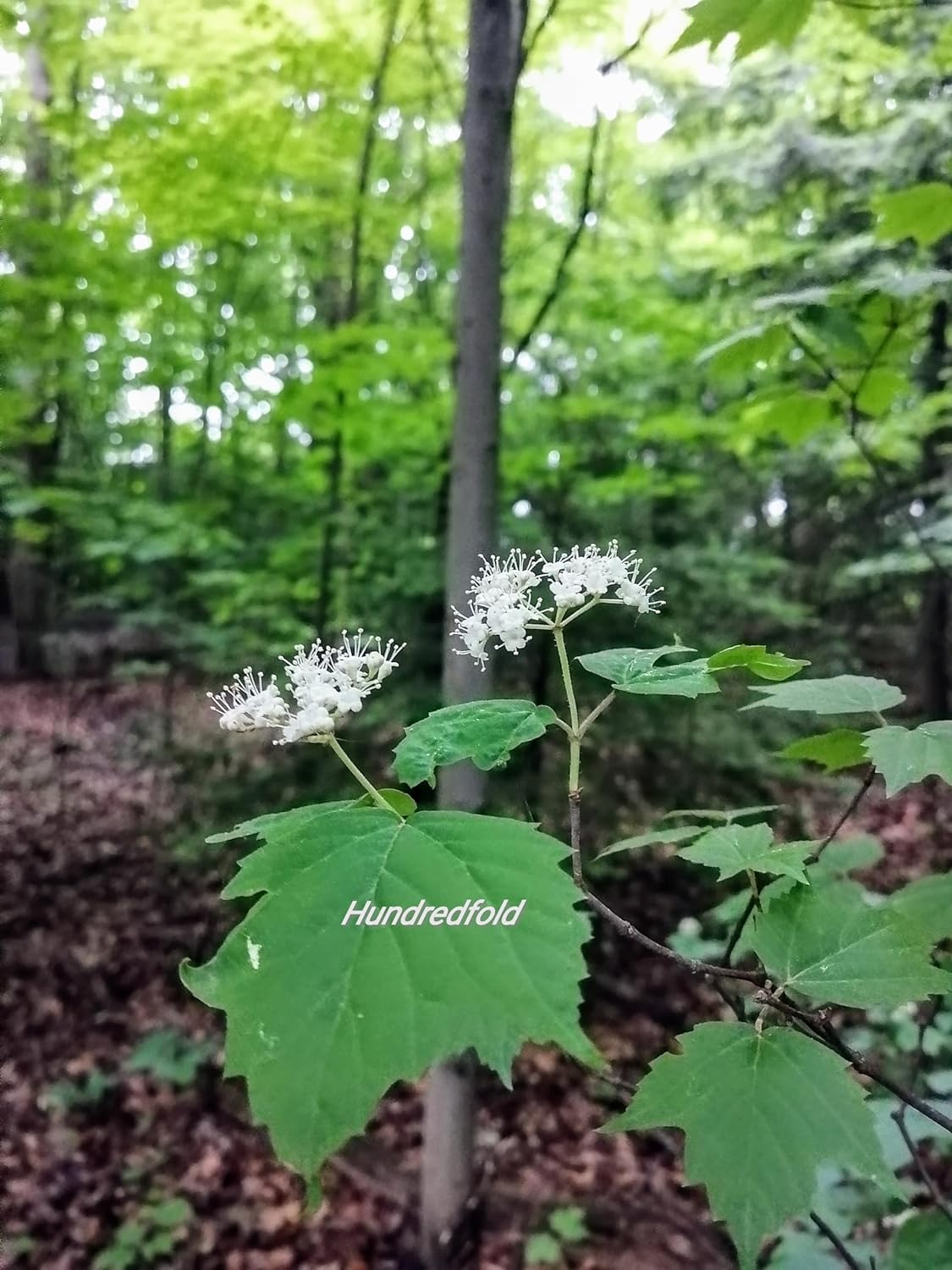 Hundredfold Mapleleaf Viburnum 5 Seeds – Viburnum acerifolium Maple-Leaf Arrowwood, Canada Native Shrub