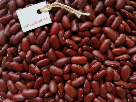 Close-up view of shiny, plump, organic red kidney beans, showcasing their rich color and smooth texture.