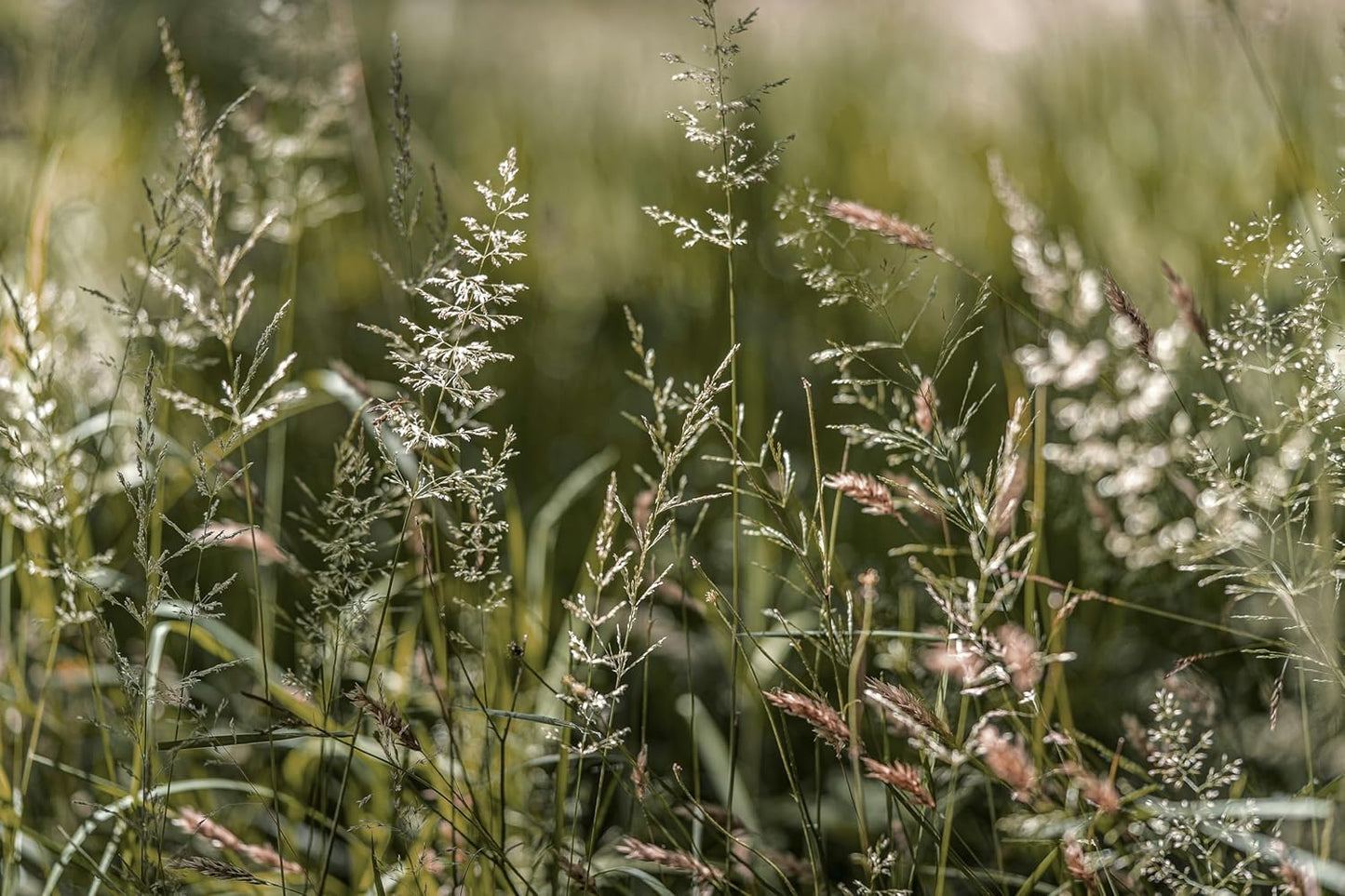 Prairie Junegrass June Grass 500 Seeds - Koeleria macrantha Canada Native Grass, Ornamental Grass, Lawn Alternative