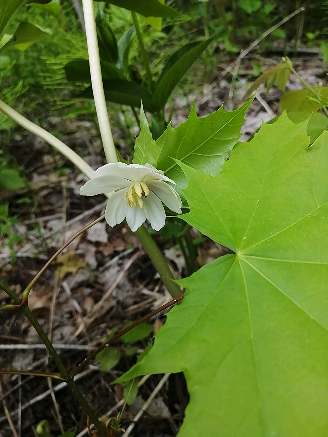 Hundredfold Mayapple 5 Seeds - Podophyllum peltatum Canada Woodland Native Wildflower, Groundcover for Shaded Areas