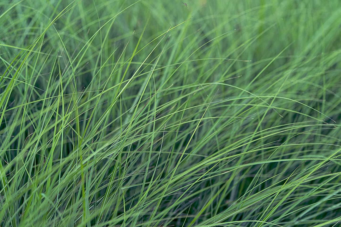 Hundredfold Blue Grama 1000 Seeds - Canada Prairie Native Grass, Excellent for No-mow Lawn & Lawn Alternative, Perfect for Wildflower Meadow, Rock Garden & Reclamation