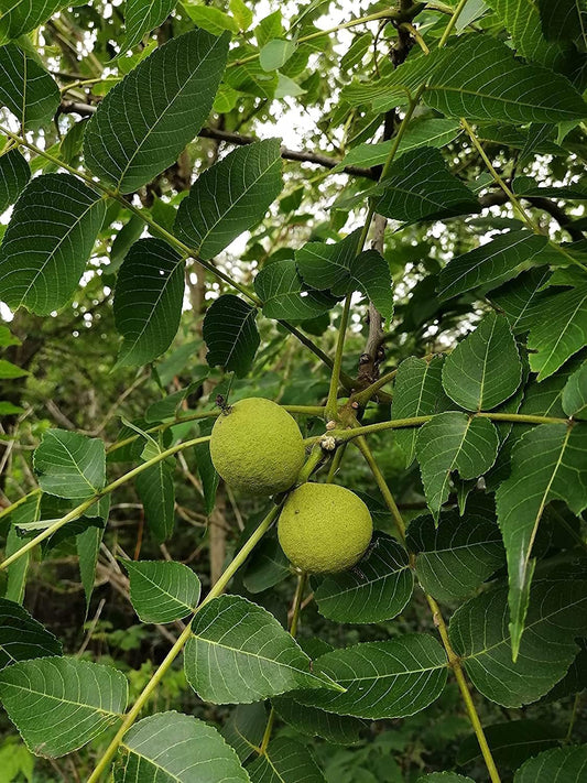 Black Walnut 2 Pounds (LB) Tree Seeds, Ontario Grown, Juglans nigra Unshelled Eastern Black Walnut Canada Native Tree