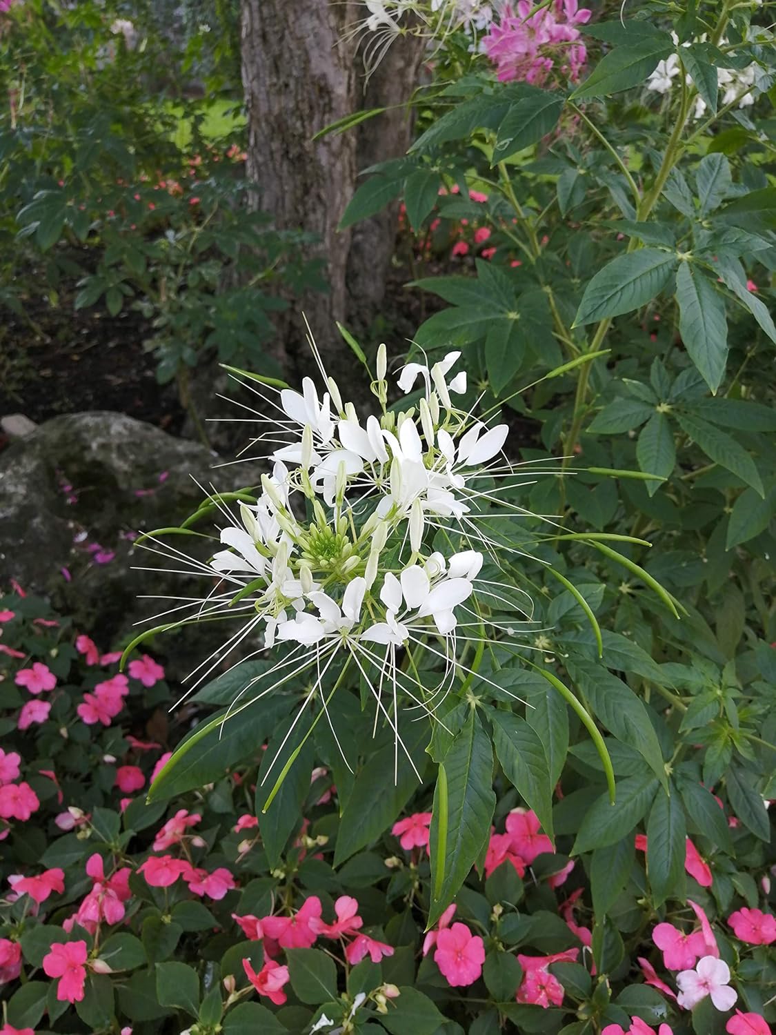 Hundredfold Cleome White Spider Flower 200 Seeds - Cleome hassleriana, White Queen, Summer Garden Staple