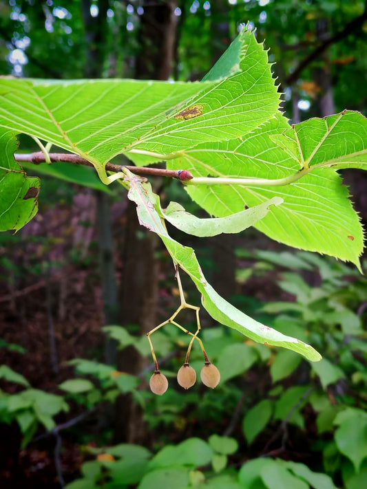 American Basswood 10 Seeds by Hundredfold - Tilia Americana, American Linden, Lime Tree, Bee Tree, Canada Native Shade Tree, NOT Easy to Sprout, Need Much Patience