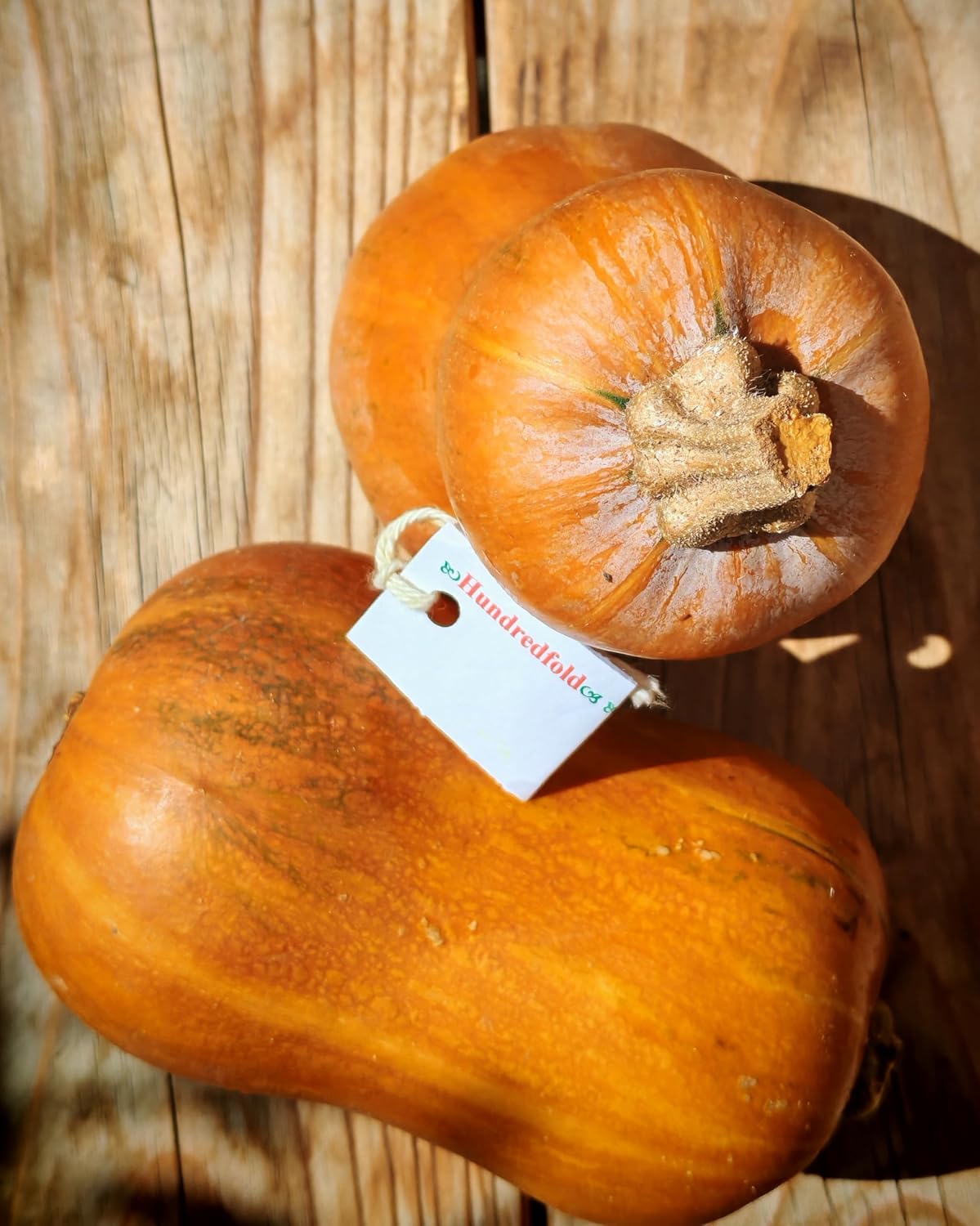 Graines de courge Honeynut 20 légumes – Courge d’hiver douce non hybride, sans OGM, mini buttercup, meilleur aliment de survie pour petit jardin, projet scolaire ou forêt nourricière d’arrière-cour 