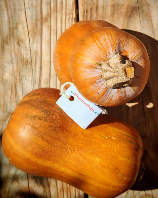 Graines de courge Honeynut 20 légumes – Courge d’hiver douce non hybride, sans OGM, mini buttercup, meilleur aliment de survie pour petit jardin, projet scolaire ou forêt nourricière d’arrière-cour 