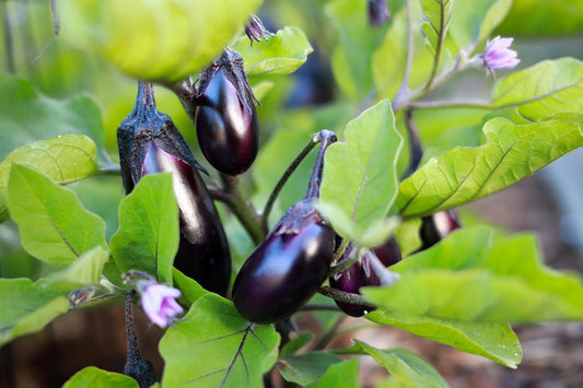 Graines de légumes Diamond Aubergine 30 – Sans OGM, adaptées aux conteneurs et aux petits espaces, héritage productif, cultivez vos propres légumes 