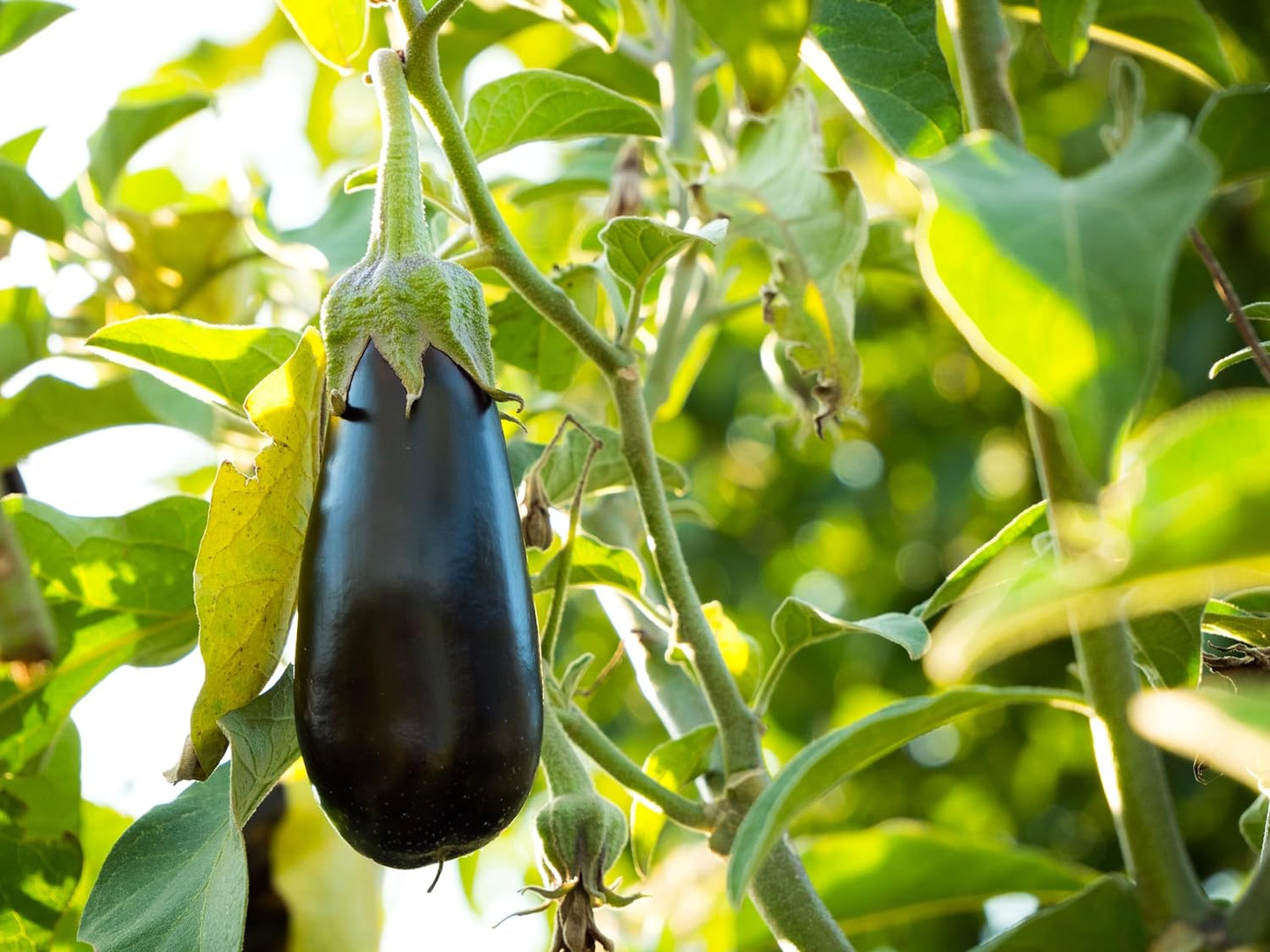 Graines de légumes Diamond Aubergine 30 – Sans OGM, adaptées aux conteneurs et aux petits espaces, héritage productif, cultivez vos propres légumes 