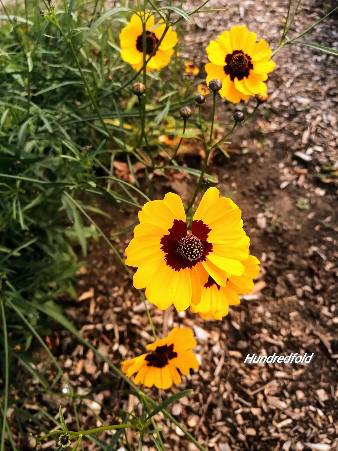 Hundredfold Plains Coreopsis 500 Wildflower Seeds - Coreopsis tinctoria Golden Tickseed, Goldenwave, Produce Prolific Showy Flowers