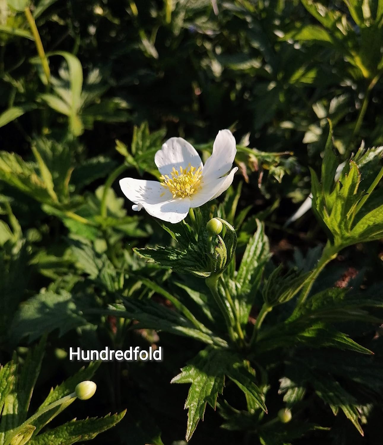 Graines de fleurs d'anémone canadienne au centuple 100 – Anémone Canadensis Fleur indigène Feuille ronde Dés à coudre Couvre-sol et alternative à la pelouse pour les zones ombragées 