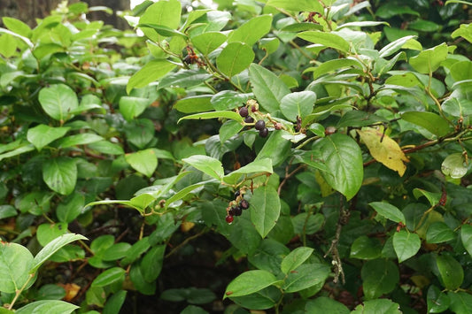 Hundredfold Salal 20 Fruit Seeds - Gaultheria Shallon British Columbia Native Woodland Shrub, Super Food