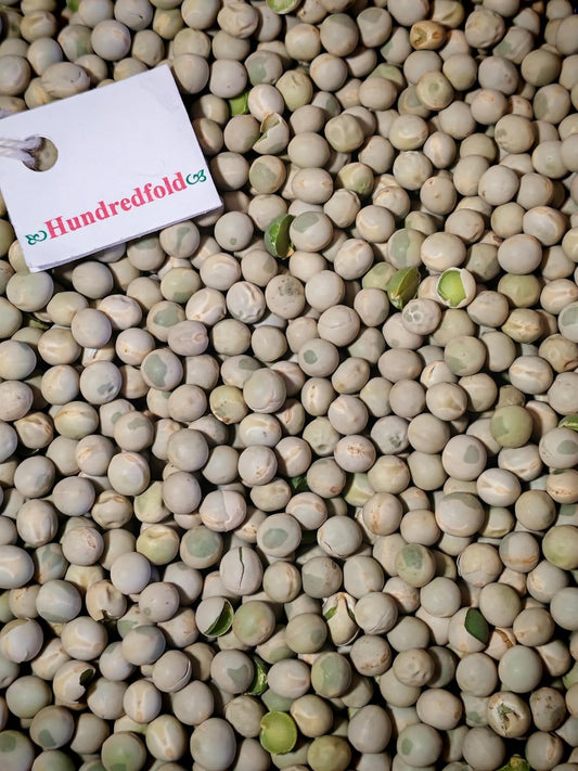 Freshly harvested, dried green peas from Ontario’s agricultural heartland, large and plump, showcasing high-quality Canada-grown produce.