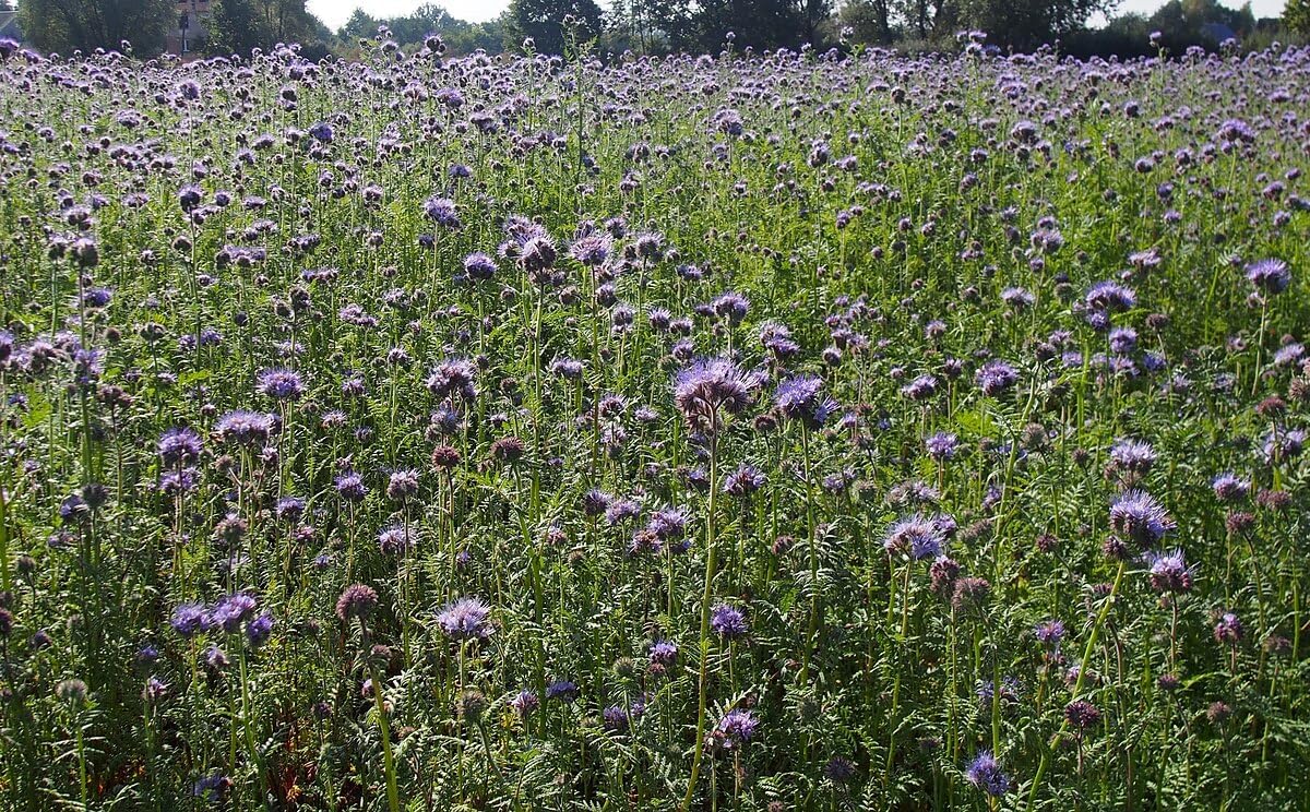 Lacy Phacelia 4lbs Seeds - Phacelia tanacetifolia Fiddleneck Purple Tansy Cover Crop High-yielding Honey Plant, Excellent for Bee Keeping and Orchards, Cover 0.5 Acre