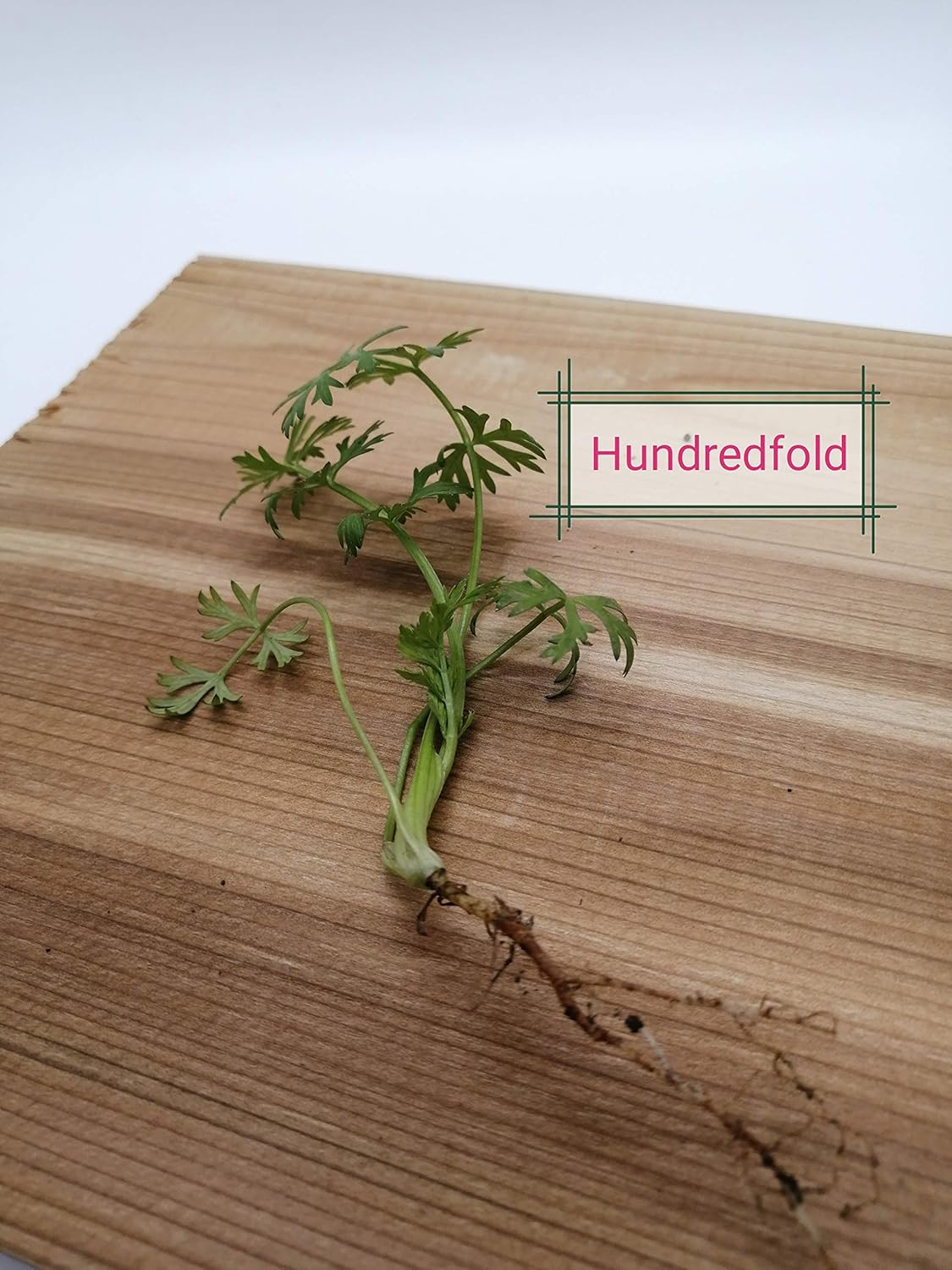 Caraway 500 Herb Seeds - Carum carvi, Non-GMO Heirloom Biennial for Planting, Fragrant Leaves & Seeds, Key Ingredient for German Sauerkraut
