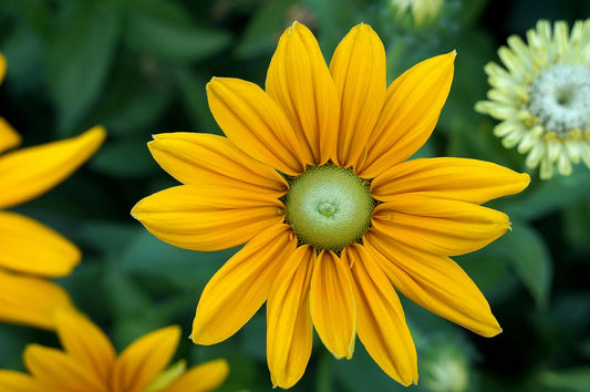 Centuple Oregon Sunshine Wildflower 200 graines - Eriophyllum lanatum Tournesol laineux Originaire du Nord-Ouest Pacifique