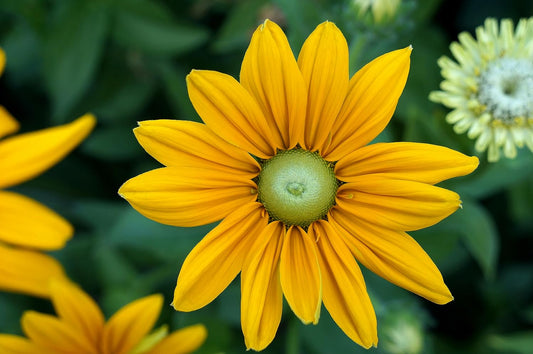 Hundredfold Oregon Sunshine Wildflower 200 Seeds - Eriophyllum lanatum Woolly Sunflower Pacific Northwest Native