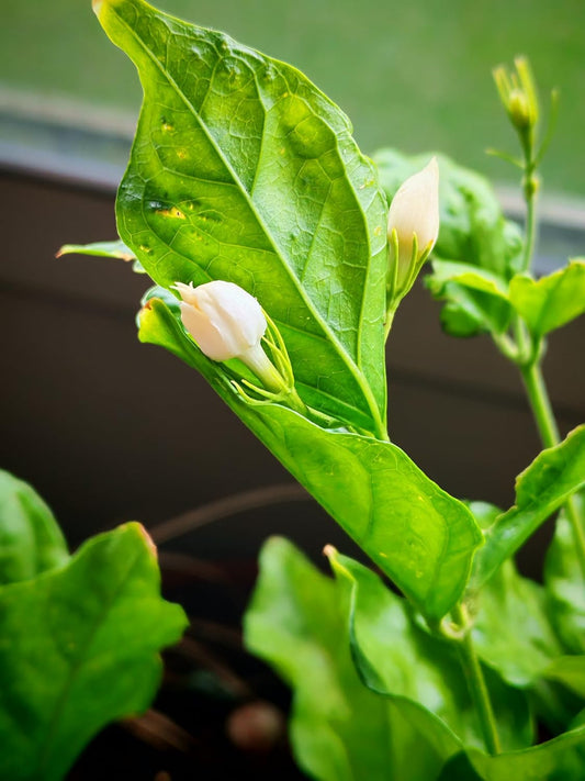 Arabian Tea Jasmine Plant – Jasminum sambac 'Belle of India' | Extremely Fragrant White Flowers | Indoor Houseplant or Patio Bush | Live 6” Potted Plant | Hundredfold