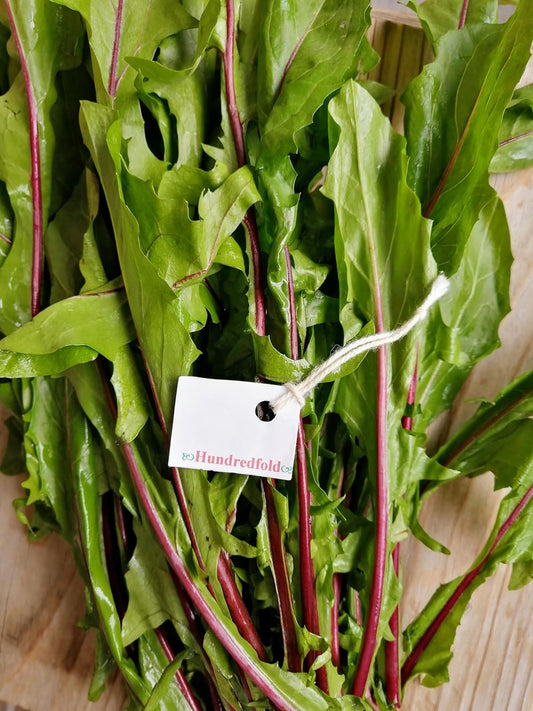 Chicorée de Catalogne à tiges rouges 1000 graines - Pissenlit italien Heirloom Salade verte Laitue Radichetta 