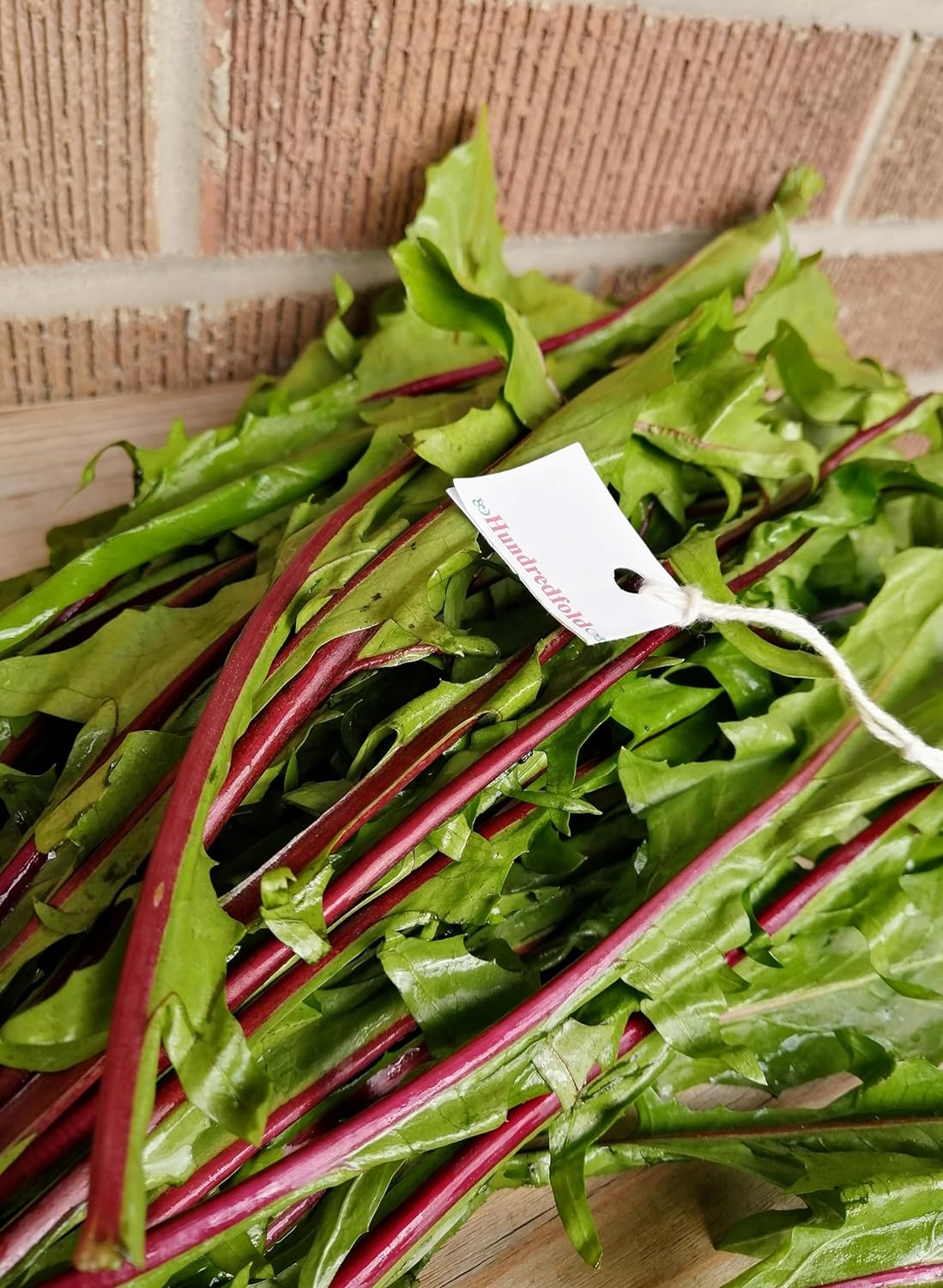 Red Stems Catalogna Chicory Vegetable 1000 Seeds - Heirloom Italian Dandelion Salad Greens Lettuce Radichetta