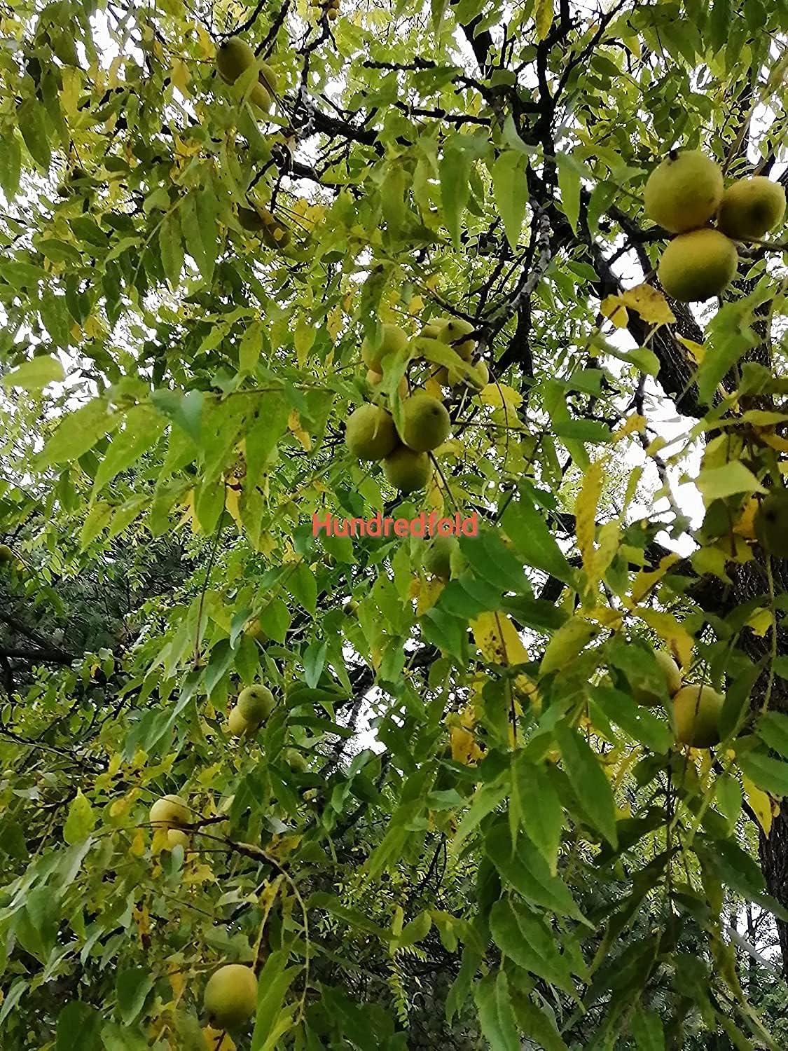 Graines d'arbre de noyer noir de 2 livres (LB), cultivées en Ontario, Juglans nigra, noyer noir de l'Est non décortiqué, arbre indigène du Canada 