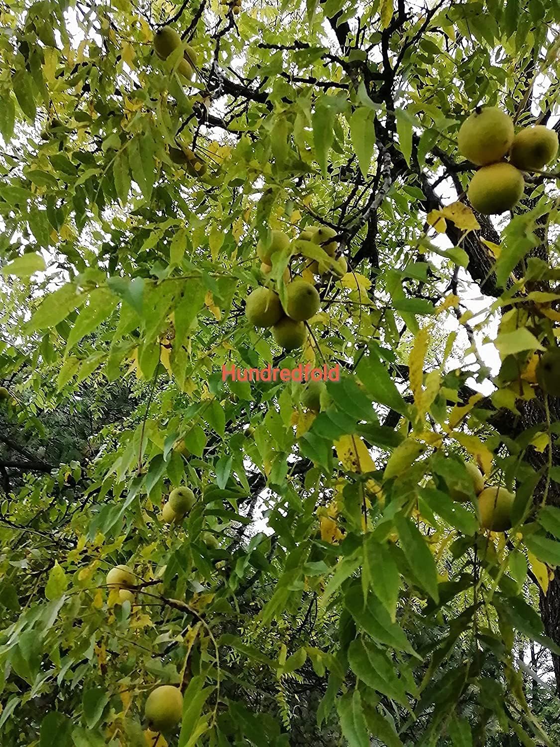 Hundredfold Ontario Grown Raw Black Walnut 2 Pounds (LB) Tree Seeds - Juglans nigra Unshelled Eastern Black Walnut Canada Native Tree