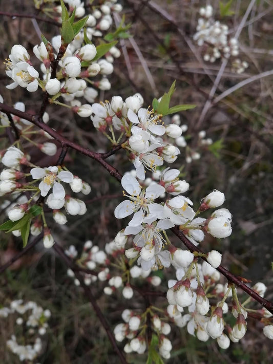 Close-up of American plum (Prunus americana) flower in a natural wild stand, showing white petals and early spring bloom.