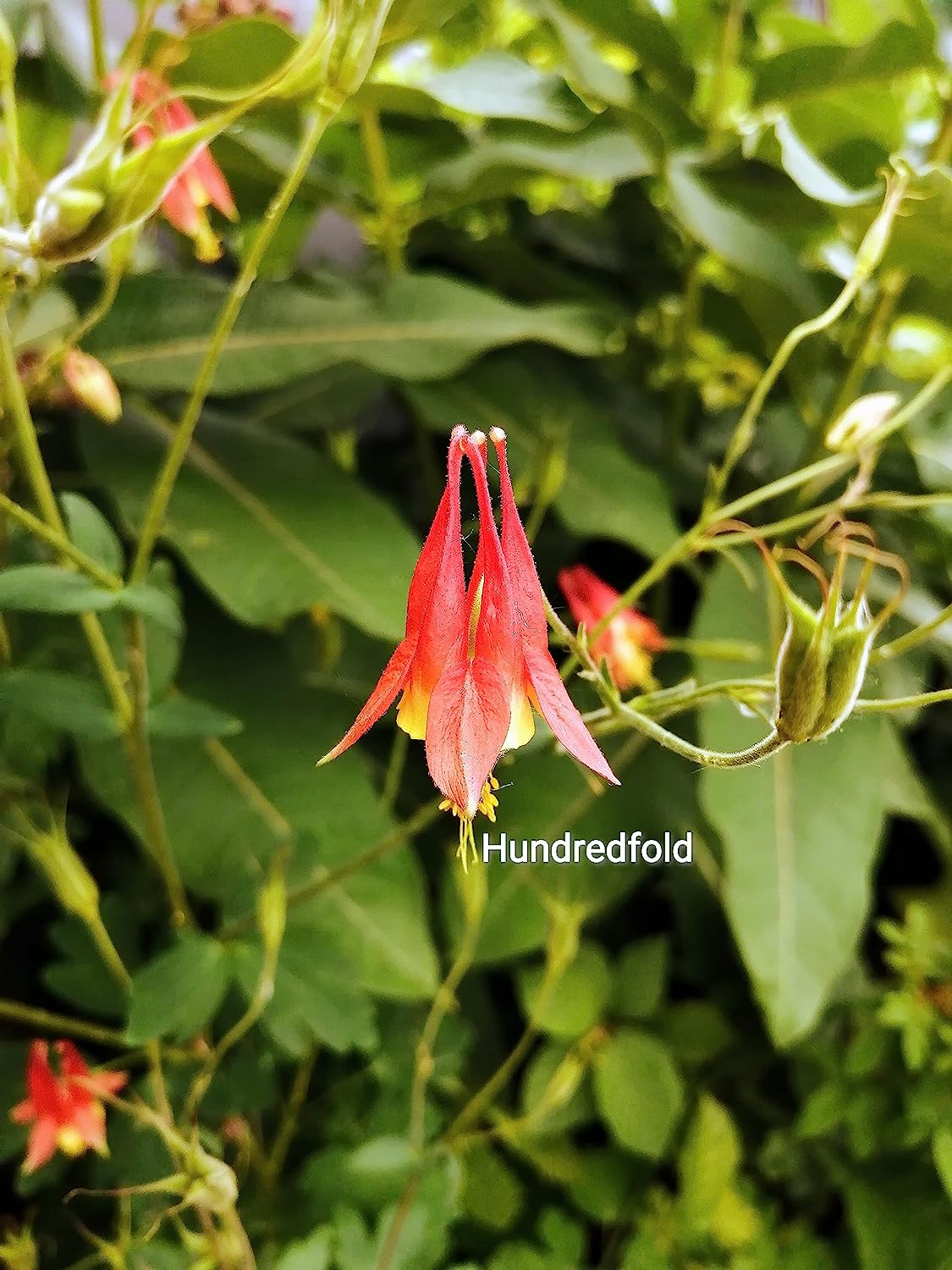 Wild Red Columbine 100 Seeds - Aquilegia Canadensis Canadian Columbine, Canada and USA Native Flower, Attracts Hummingbirds, Bees and Butterflies