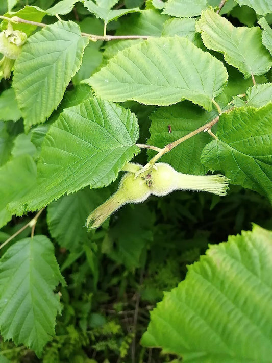 Hundredfold Beaked Hazelnut 4 Seeds - Corylus cornuta Canada Native Shrub Producing Beautiful Fall Color and Edible Nuts
