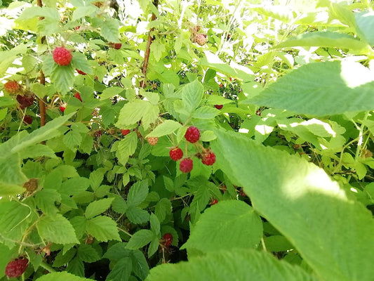 Hundredfold Wild Red Raspberry 20 Seeds - Rubus idaeus Canada Native Fruit Shrub Bramble, Ontario Grown