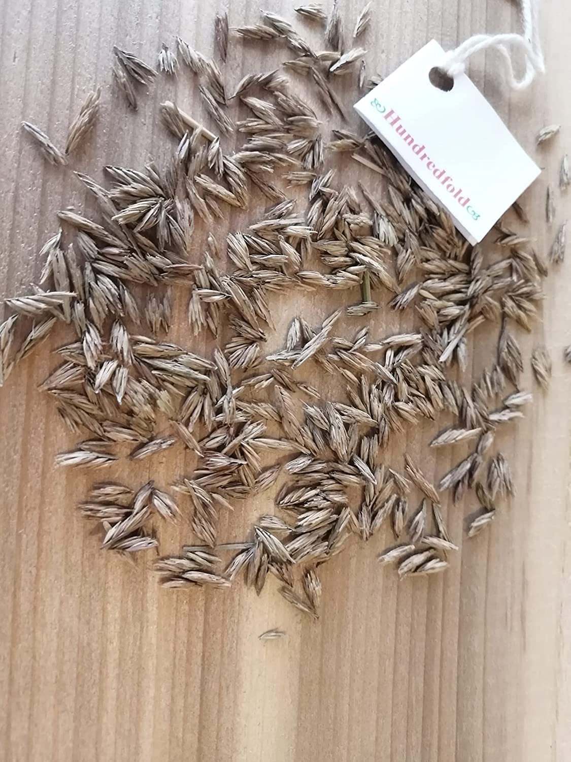 Sideoats Grama 500 Seeds - Bouteloua curtipendula Short Prairie Grass, Ornamental Grass