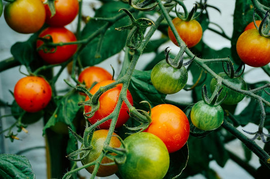Lot de 50 graines de tomates cerises Sweetie – Légumes sans OGM, adaptés aux conteneurs et aux petits espaces, fruits sucrés parfaits pour les salades, les jus et les conserves 
