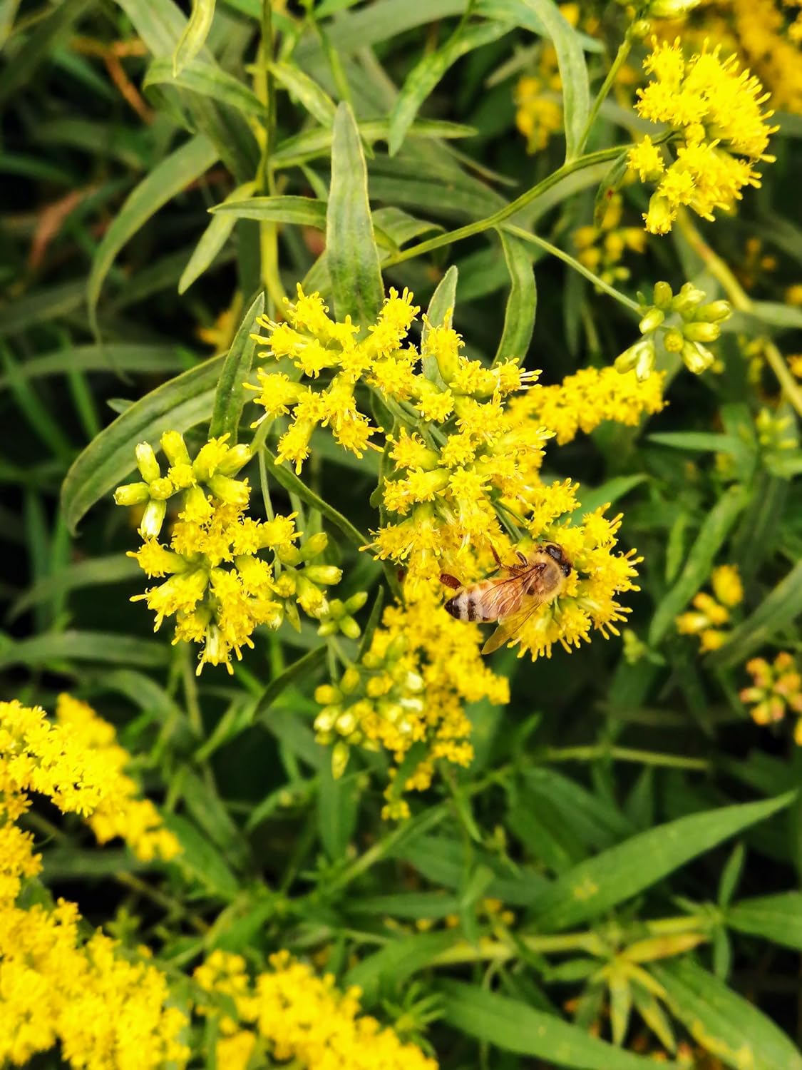 Hundredfold Riddell's Goldenrod 500 Seeds - Solidago riddellii Ontario Native Wildflower Wild Flower, Attract Bees and Butterflies