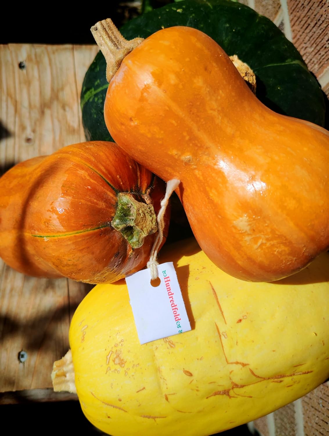 Graines de courge Honeynut 20 légumes – Courge d’hiver douce non hybride, sans OGM, mini buttercup, meilleur aliment de survie pour petit jardin, projet scolaire ou forêt nourricière d’arrière-cour 