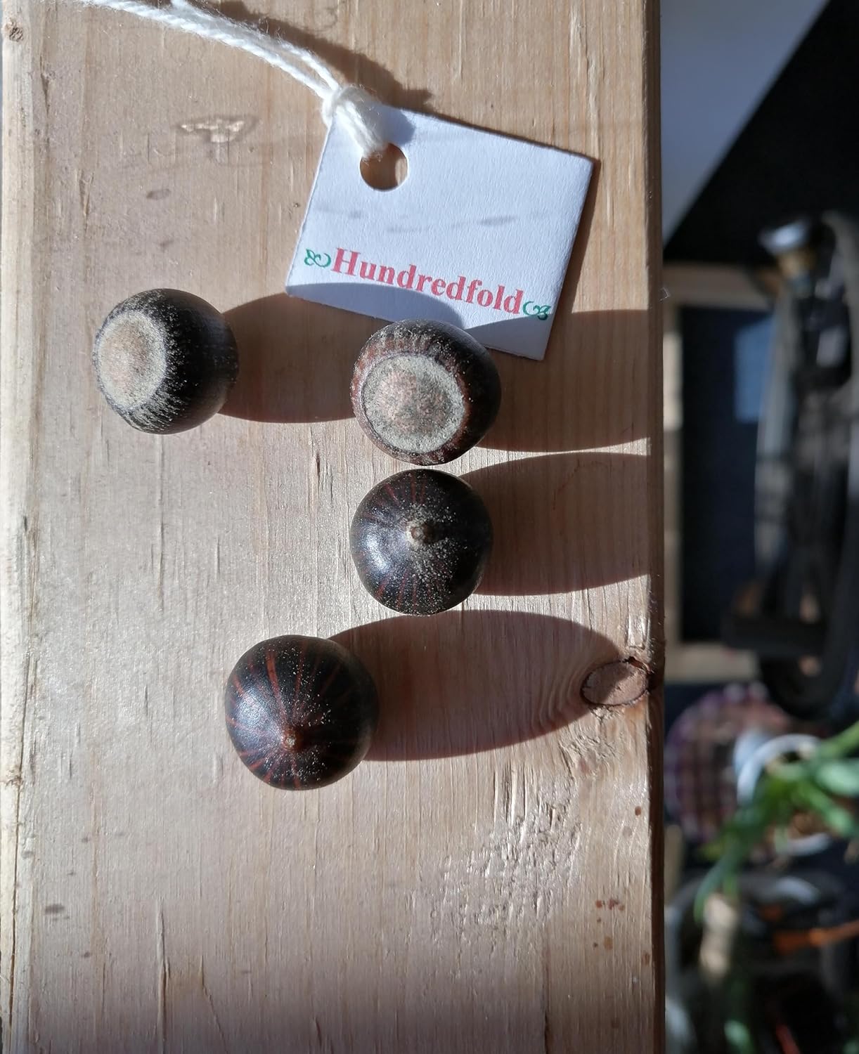 Hundredfold Pin Oak 3 Tree Nut Acorn Seeds - Quercus palustris North America Native, Swamp Spanish Oak, Medium Lawn Tree & Shade Tree, Beautiful Fall Color