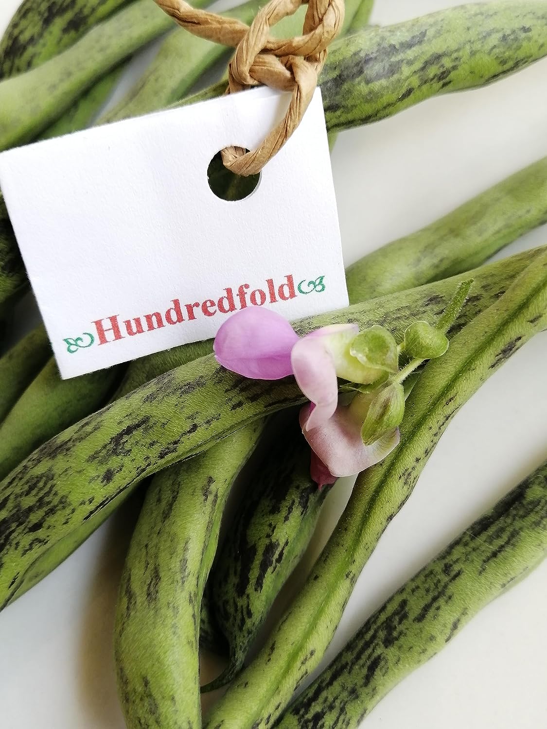 Haricot grimpant à sonnettes Hundredfold 30 graines de légumes - Haricot vert croquant à sonnettes sans OGM 