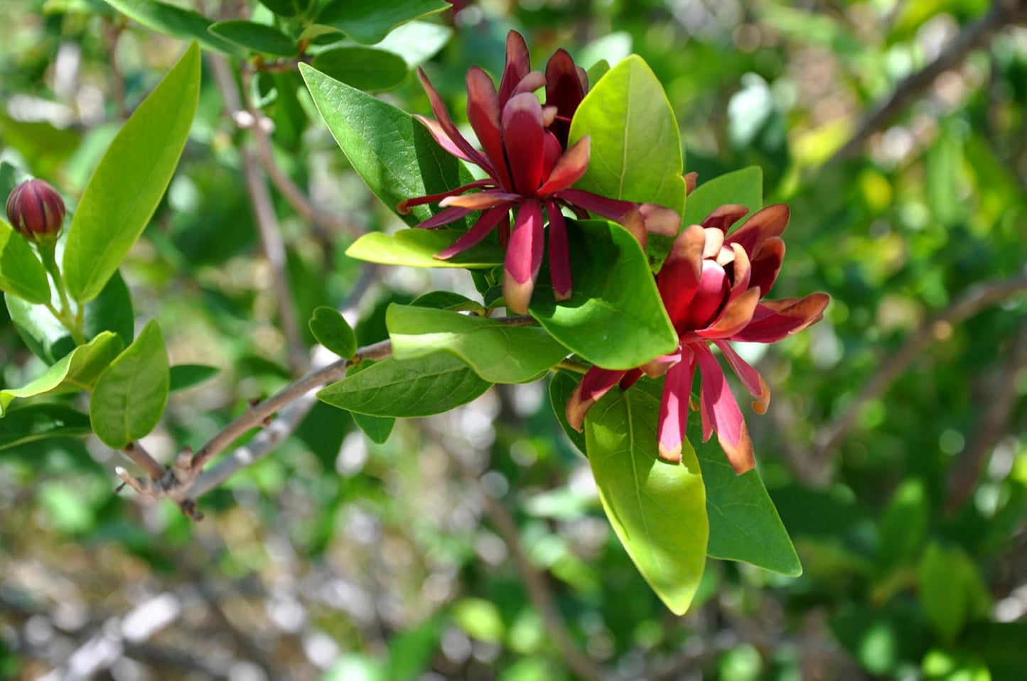 Piment de la Jamaïque de Caroline 10 graines - Calycanthus floridus Arbuste sucré de l'Est, fleurs parfumées qui attirent les abeilles et les papillons, planté comme spécimen ou haie de protection 