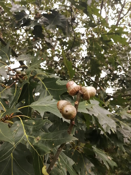 Combo de semences indigènes de la petite forêt de l'est du Canada au centuple - Microforêt comestible d'érable, de chêne et de pin qui couvre 100 mètres carrés (m2)