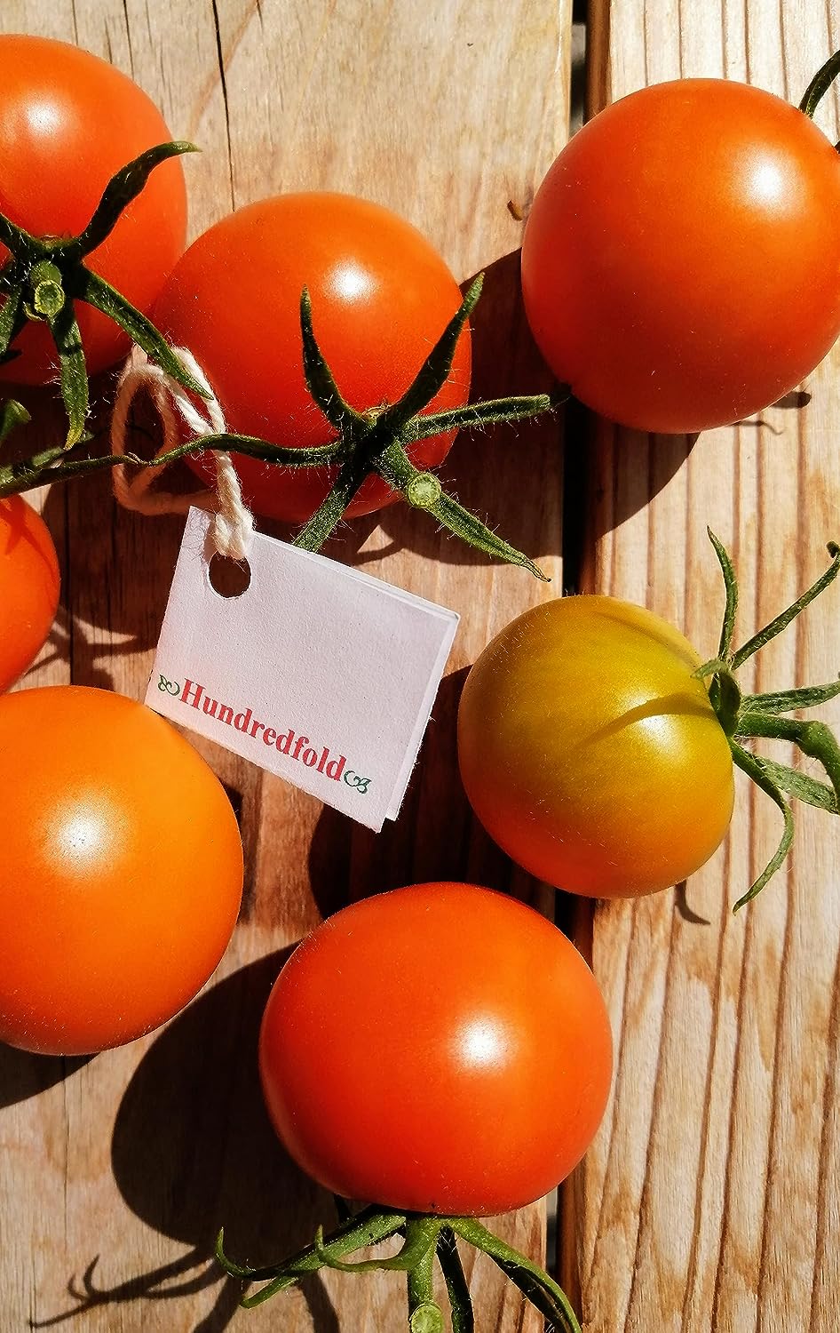 Hundredfold 30 Jaune Flamme Slicer Tomato Seeds – Non-GMO French Heirloom Salad Tomato, Highly Productive