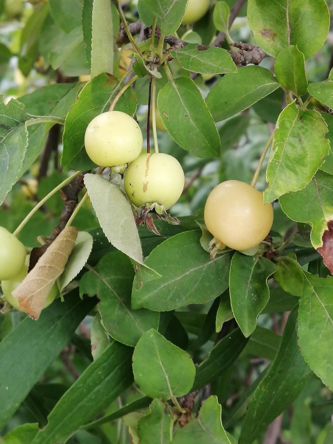 Pommier sauvage 10 graines par Hundredfold - Arbre fruitier à fleurs de pommier sauvage Malus non OGM, plante spécimen, attire les oiseaux 