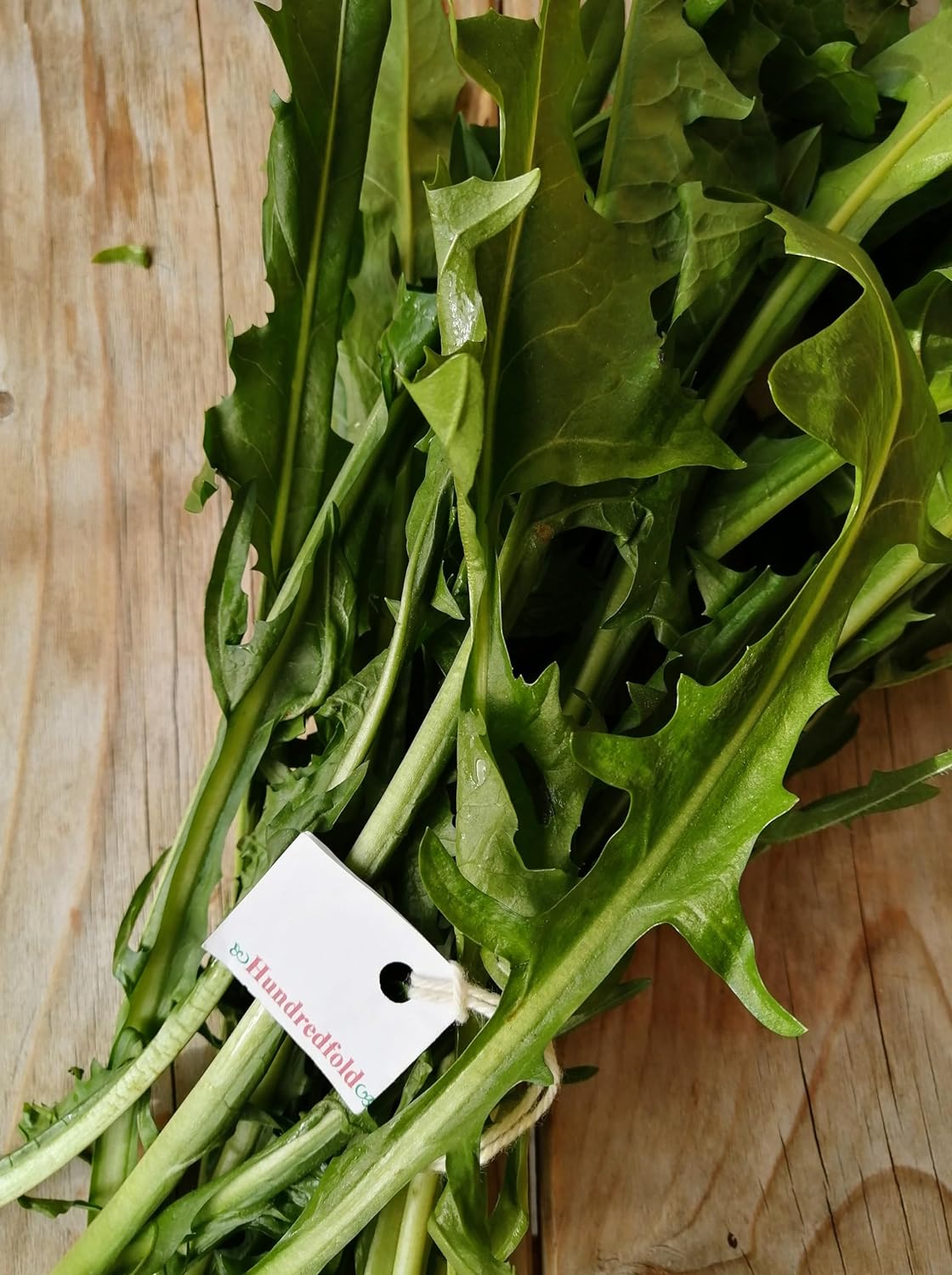 Chicorée verte de Catalogne 1000 graines - Feuilles de pissenlit italiennes Heirloom, laitue radichetta 