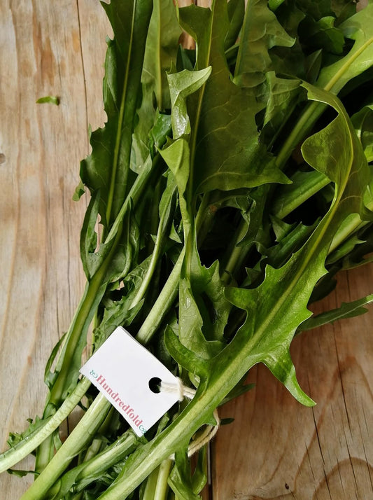 Chicorée verte de Catalogne 1000 graines - Feuilles de pissenlit italiennes Heirloom, laitue radichetta 