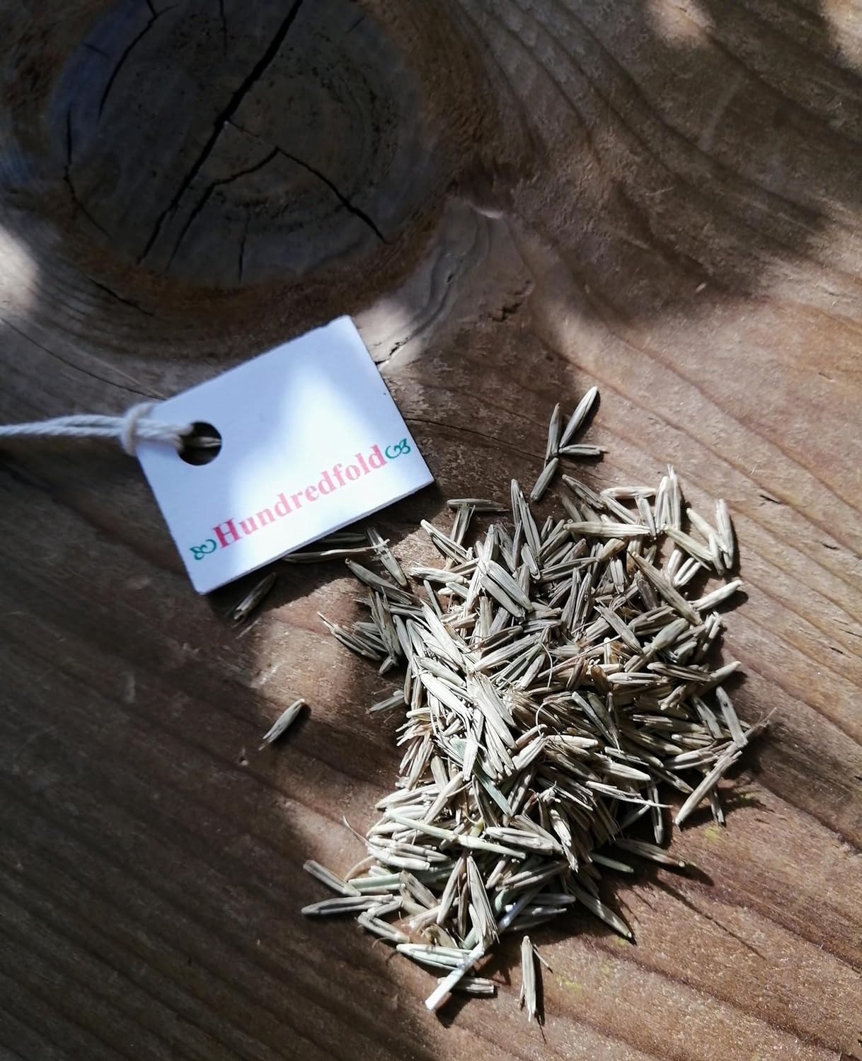Graines d'Elyme sauvage du Canada au centuple 100 graines - Elymus canadensis Élyme sauvage indigène des prairies de l'Ontario, Élyme sauvage penché, parfait pour le contrôle de l'érosion ou comme graminée ornementale 