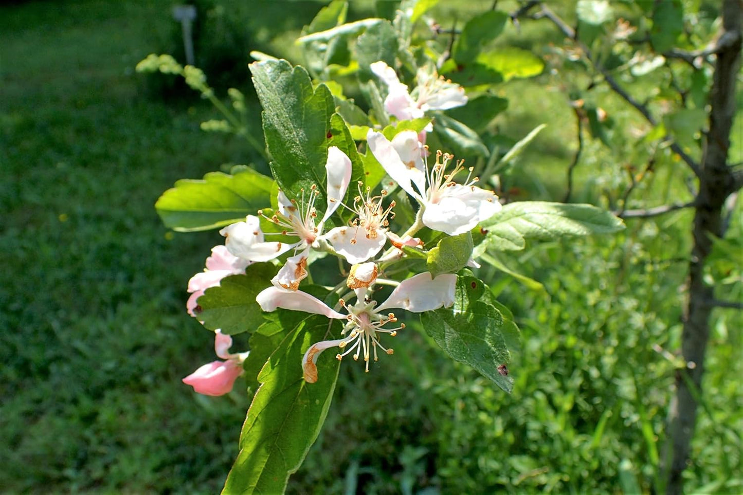 Pommetier des Prairies Pommetier de l'Ouest 10 graines Malus ioensis Pommetier de l'Iowa Pommier miniature, excellente plante spécimen et arbre de pelouse 