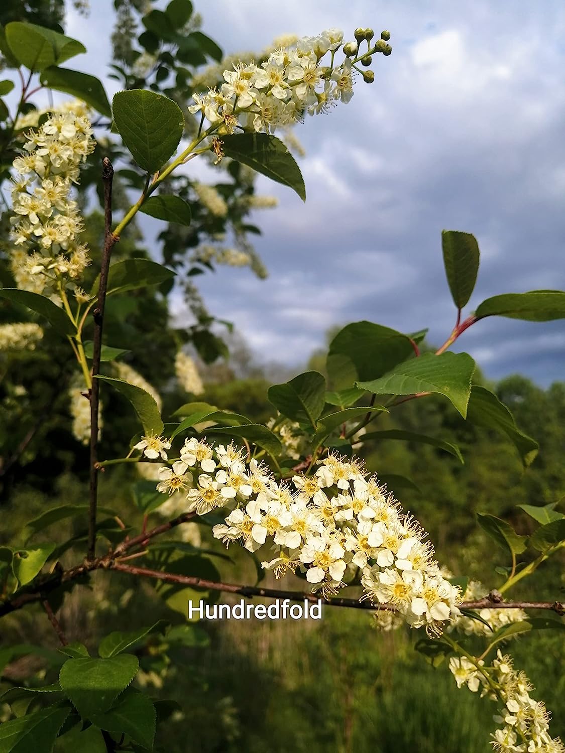 Hundredfold Chokecherry 10 Seeds - Prunus virginiana Choke Cherry Canada Native Shrub, Attractive to Bees, Birds and Butterflies