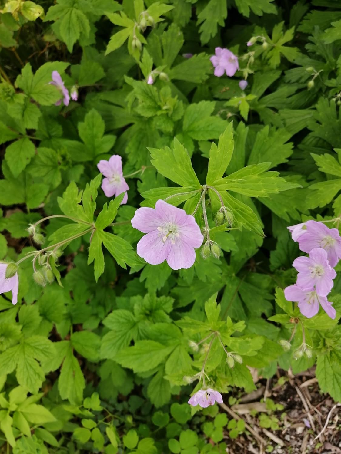 Hundredfold Wild Geranium 10 Flower Seeds - Geranium maculatum Cranesbill, North America Northeast Native Woodland Perennial Wildflower