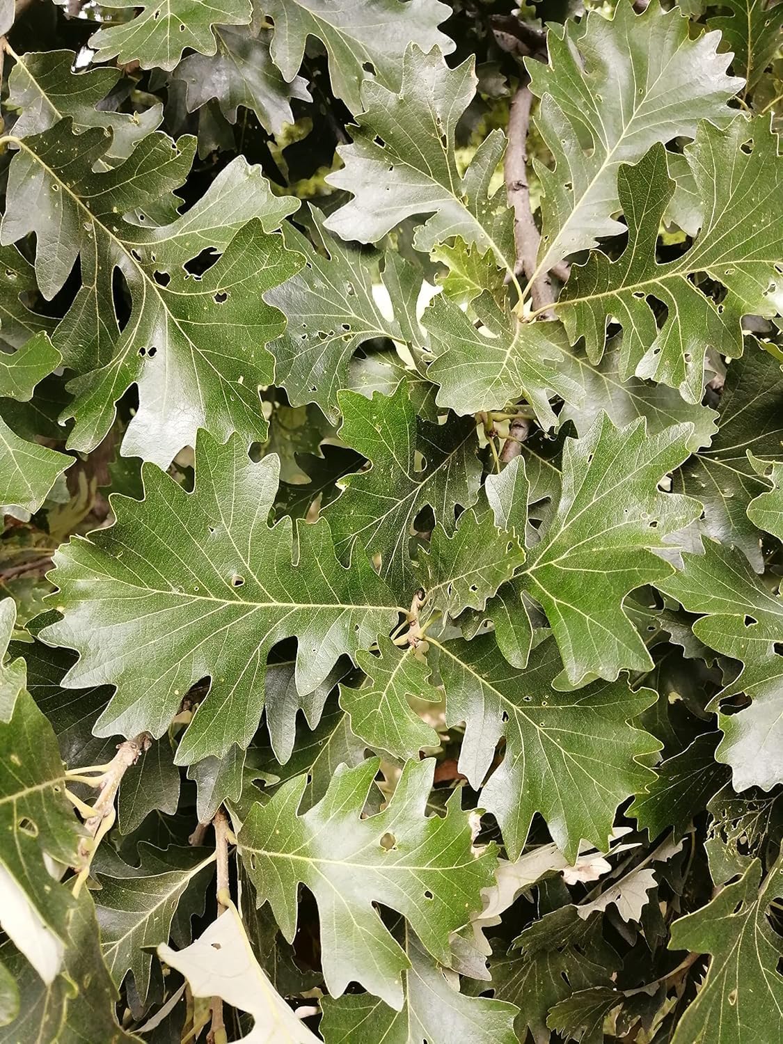 Hundredfold Swamp White Oak 100 Tree Nut Acorn Seeds - Quercus Bicolour North America Native, Bicolor Oak, Medium Specimen & Shade Tree, Beautiful Fall Color, Canada Grown
