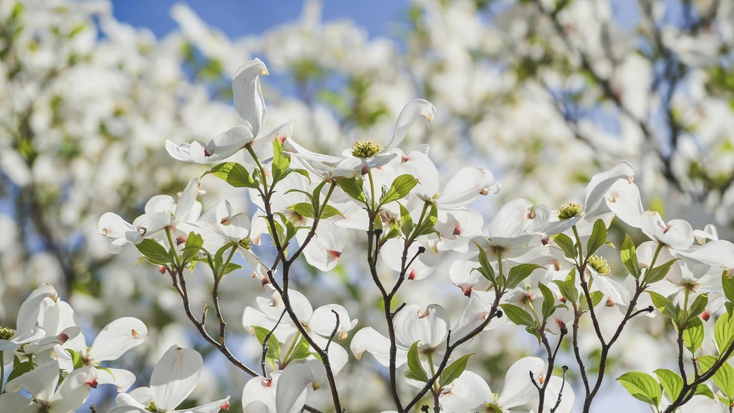 Cornouiller du Pacifique centuple 10 graines d'arbres - Cornus nuttallii Arbuste indigène de l'Ouest du Canada attrayant pour les insectes et les oiseaux 
